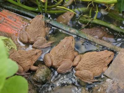  Gljivična bolest u Africi uništava žabe 