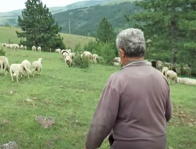  Ljubinko Radević čuva 370 ovaca na Zlatiboru 