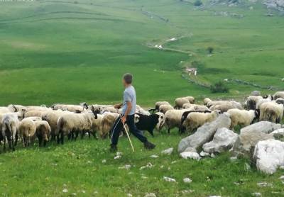  Plata za posao pastira 