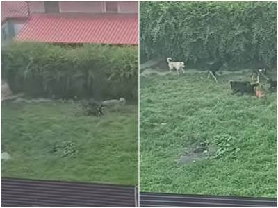  Snimak ubistva psa u Belom Manastiru 