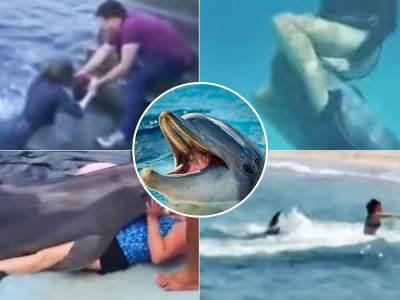  Delfini napadaju ljude 