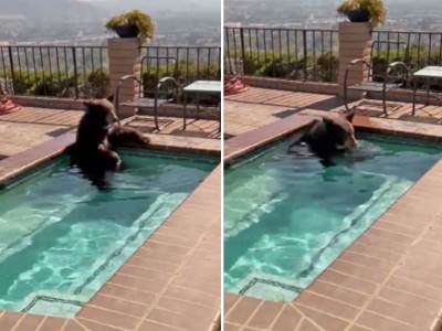  Medved se kupa u bazenu 