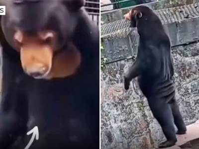  Optužili kineski zoo vrt da pokazuje lažne medvede  