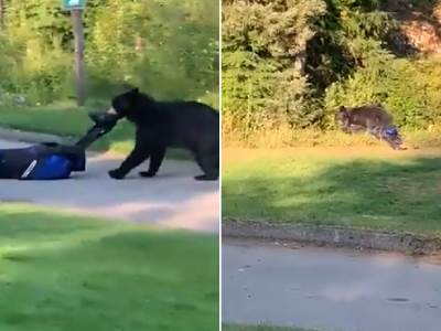  Medved ukrao štapove za golf 