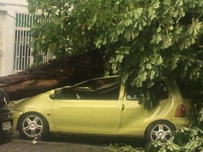  Drvo palo na automobil u Zemunu 
