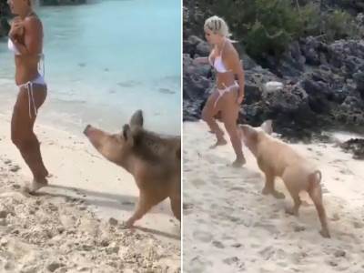  Divlje svinje napale devojku na plaži u Hrvatskoj 