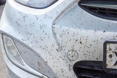  Kako očistiti auto od insekata 