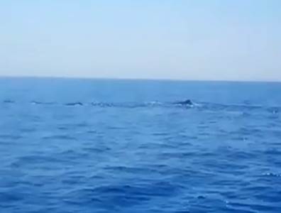  Pojavili se kitovi u Jadranu 