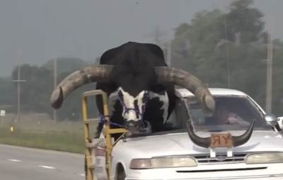  Čovek vozi bika od 600 kila na auto-putu 