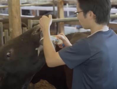  Japanske vagi krave uzgajaju se i u Srbiji 
