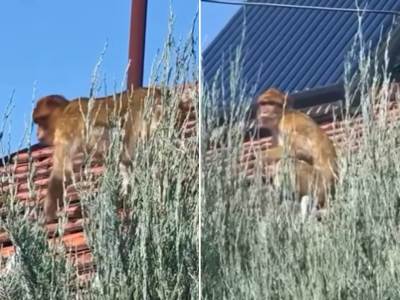  Majmun šeta po krovu na Karaburmi 