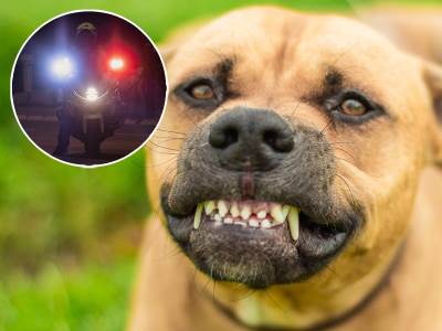  Muškarac ubio komšijskog psa i bacio ga u kontejner u Beogradu 