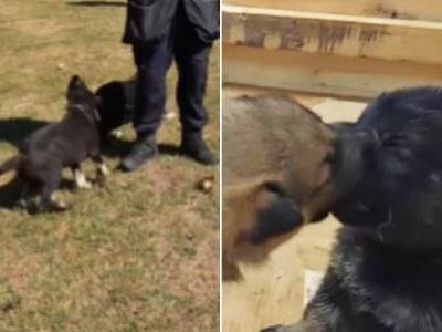  Srpska policija objavila snimak štenaca koji su čuvari bezbednosti 