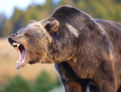  Medved grizli ubio dvoje u parku u Kanadi 