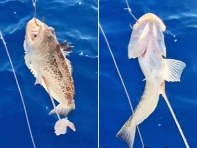  Ulovljena najotrovnija riba Jadranskog mora 