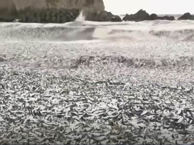  Hiljade tona uginule ribe na obalama Japana 
