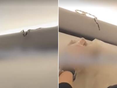  Putnici pronašli zmiju u avionu tokom leta 