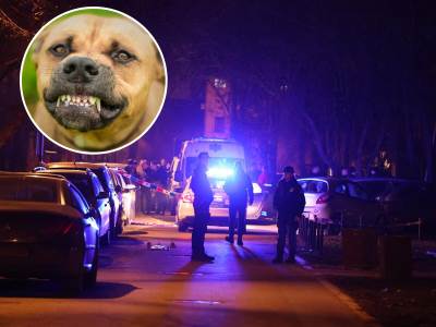  Mladić ubio psa i odsekao mu glavu u Kragujevcu 