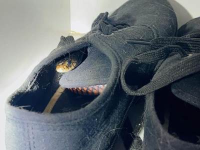  zmija u cipelama 