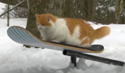  Mačak koji vozi bord 