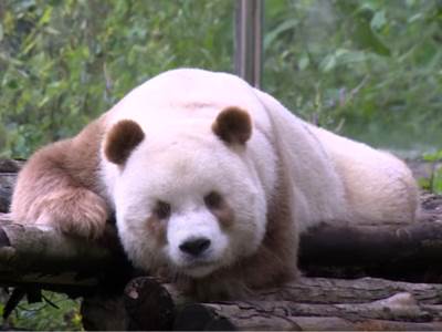  Naučnici otkrili misteriju iza braon belih panda 