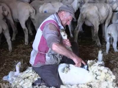  Zašto banatski farmeri bacaju vunu posle šišanja ovaca 
