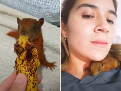  Devojka spasila bebu vevericu 