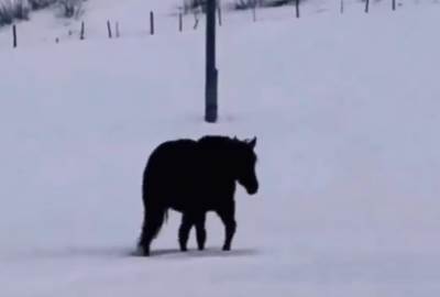  Iluzija s konjem koji korača po snegu 