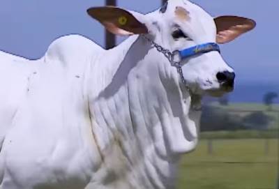  Najskuplja krava na svetu 