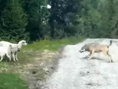  Ovca oterala vuka koji je probao da je napadne sa jagnjićima 