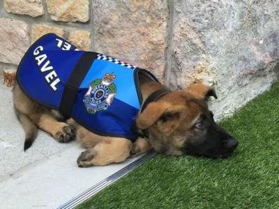  Pas dobio otkaz u policiji jer je bip previše dobar  