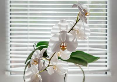  Žena premestila orhideju u kupatilo i sada ponovo cveta 