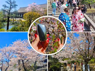  Uživajte u cvetanju japanske trešnje u Beogradu: početak nečega što je zaista jedinstveno! 