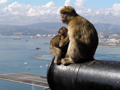  Gibraltar je jedino mesto u Evropi gde žive divlji majmuni tema  