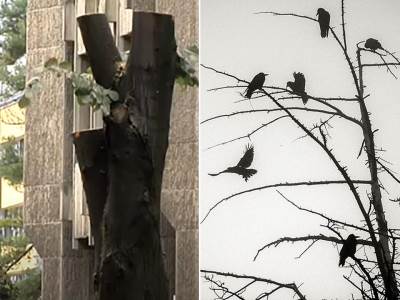  Vrane drveće 
