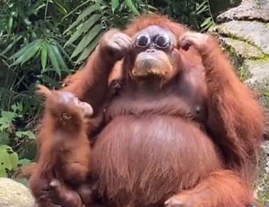  Urnebesan snimak majmuna iz zoo vrta 