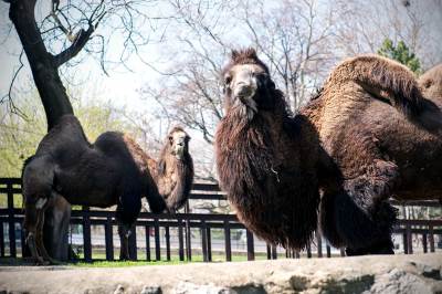  Opština lebane kupuje kamile 