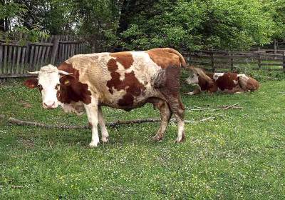  Grom ubio krave u selu Prislop u BiH 