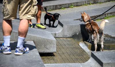  Šetanje pasa bez povoca kazne u Šapcu zabranjeno šetanje pasa bez povoca 