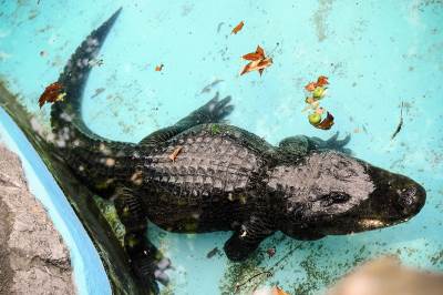  Životinje - Okrutnost - Pronađen aligator pogođen sa dve strele 