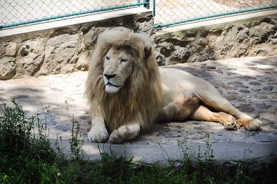  Dva lava zaražena koronom u Zoološkom vrtu u Zagrebu 