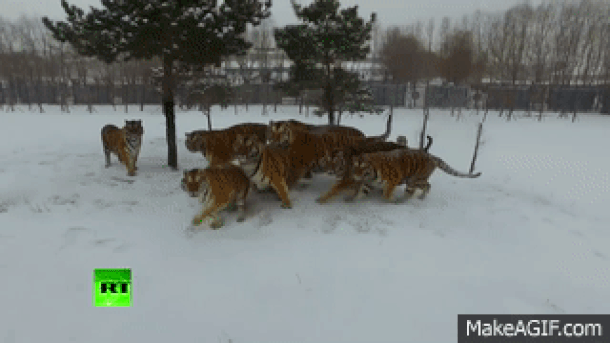  Sibirski tigrovi srušili dron 