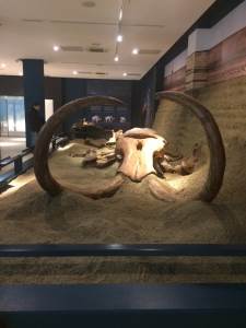  Meksiko - Pronađene kosti mamuta 
