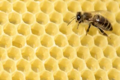  Svetski dan pčela zanimljivosti o pčelama 