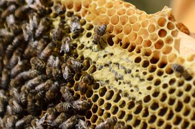  Korona virus u Srbiji najnovije vesti pčelarima nije dozvoljeno da odu na pčelinjake 