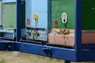  Pčelari - U Srbiju uvezen jeftin med, sumnjaju u kvalitet 