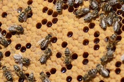    Pomor pčela u Pomoravlju zbog upotrebe pesticida 