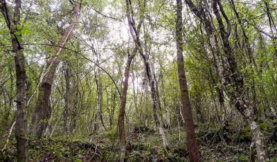  Samoubistvo u Zvezdarskoj šumi u Beogradu 