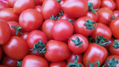  Kontrola sadnica paradajza i paprike - Srbija se štiti od virusa ToBRFV 