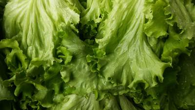  Kako da vam zelena salata bude sveža 